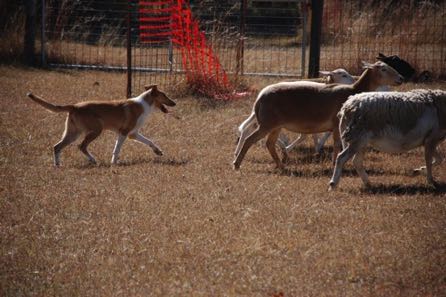 Sage20101109HerdingSheepAge6mos187 22_g13it11.jpg